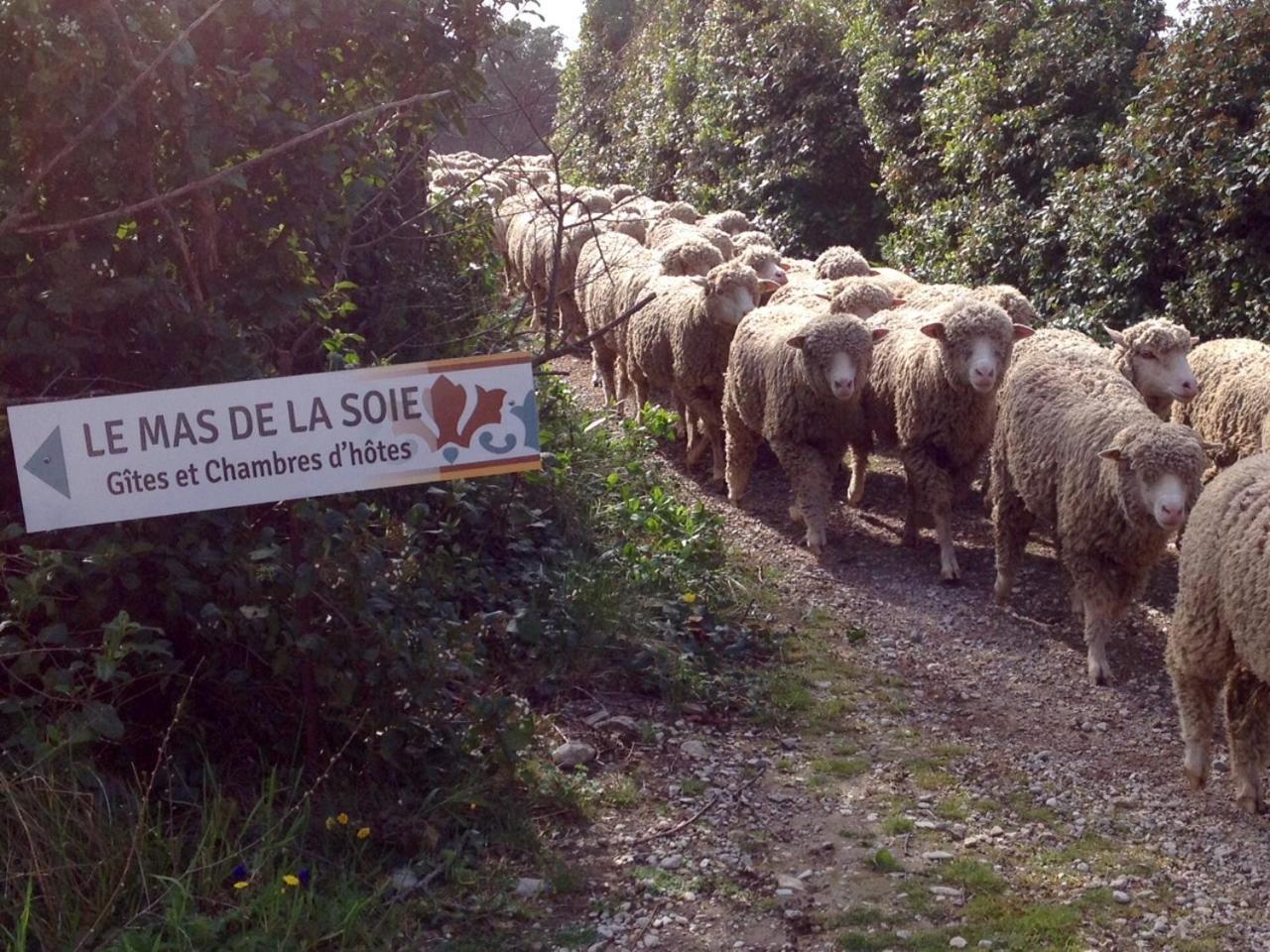 Le Mas de la Soie Violès Exterior foto